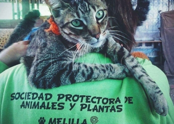 WhatsApp Image 2018 02 23 at 14.19.20 Ronroneos y ladridos: 131 animales en adopción