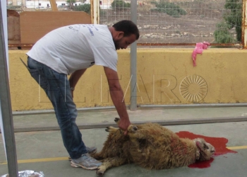 11 1 2 ­­­Preparan un documento para permitir el paso de borregos de Marruecos en el Aid El Kebir