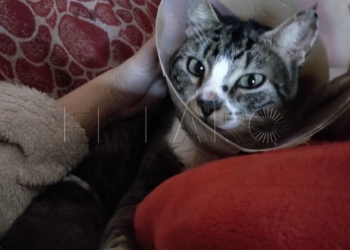 14 1 Adomel busca casas de acogida o dar en adopción a 15 gatitos sin hogar
