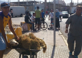 16 01 1 Aberchán celebra el PIF para la entrada de borregos y cuestiona quién los traerá y a dónde