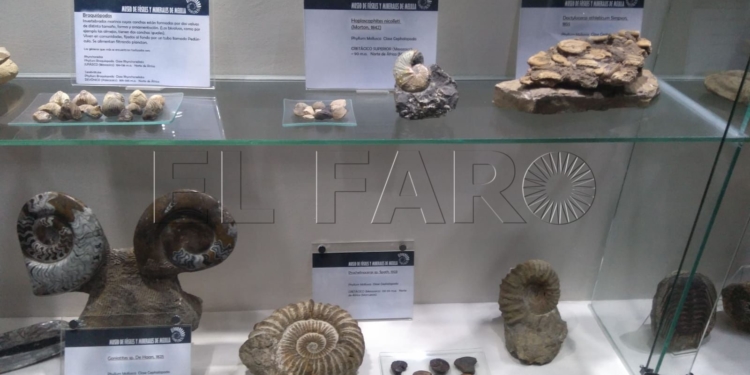 Familias y estudiantes del Conservatorio Profesional de Música de Melilla visitan el Museo de Fósiles y Minerales