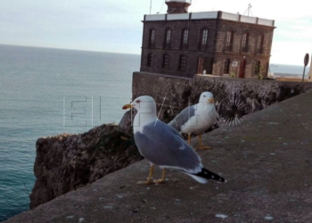 17 2 1 Guelaya organiza mañana una charla sobre aves marinas en su vivero