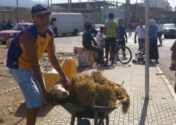 13 01 1 La Ciudad niega que haya desestimado dos peticiones para los centros de borregos