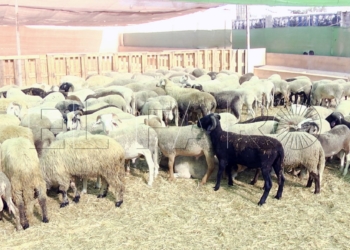 3 1 Las claves del paso de borregos en Melilla