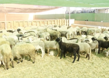 Una de las cuatro ganaderías de Melilla vende todos los corderos en menos de 48 horas