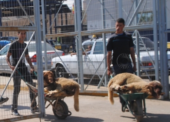 3 1 Agricultura responde a Velázquez que una persona física o jurídica puede importar borregos