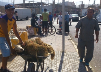 borrego Lence, sobre borregos: “La Ciudad colaborará dentro del ámbito de la ley”