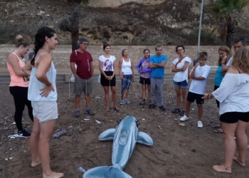 1 1 Guelaya pondrá en marcha una red de varamiento y avistamiento de cetáceos y tortugas marinas