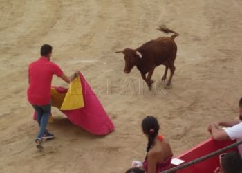 vaquillaweb Decenas de jóvenes participan en la suelta de las vaquillas