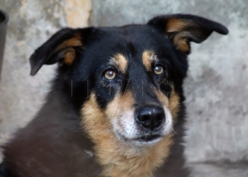 1 17 2 Los ‘peludos’ que ya nadie quiere adoptar