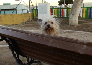 17 1 “Este no es un lugar digno para mis perros”