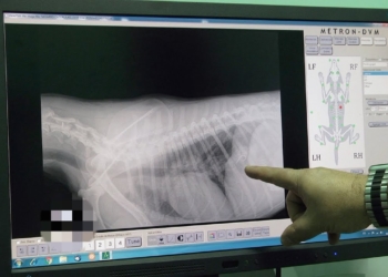 anzuelos un riesgo para las mascotas Anzuelos, un riesgo para las mascotas