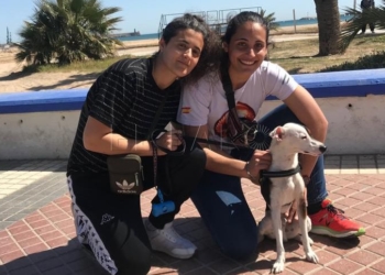 10 1 1 Fotogalería - II Caminata Canina: solidaridad perruna