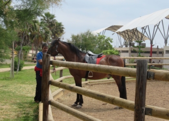 Chicharito caballo equinoterapia granjaescuela Chicharito se va de vacaciones: Finaliza el curso de Equinoterapia de la Granja Escuela