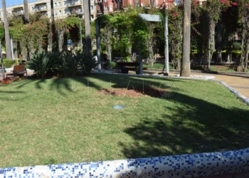 espacio estaba arbol centenario El árbol del drago presentaba signos de descomposición