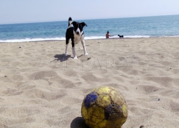 playa canina horcas coloradas pequeña La playa canina de Horcas Coloradas se queda pequeña