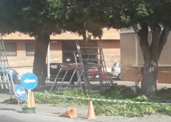 poda arboles Quevedo defiende las podas árboles y dice que son menos agresivas que antes