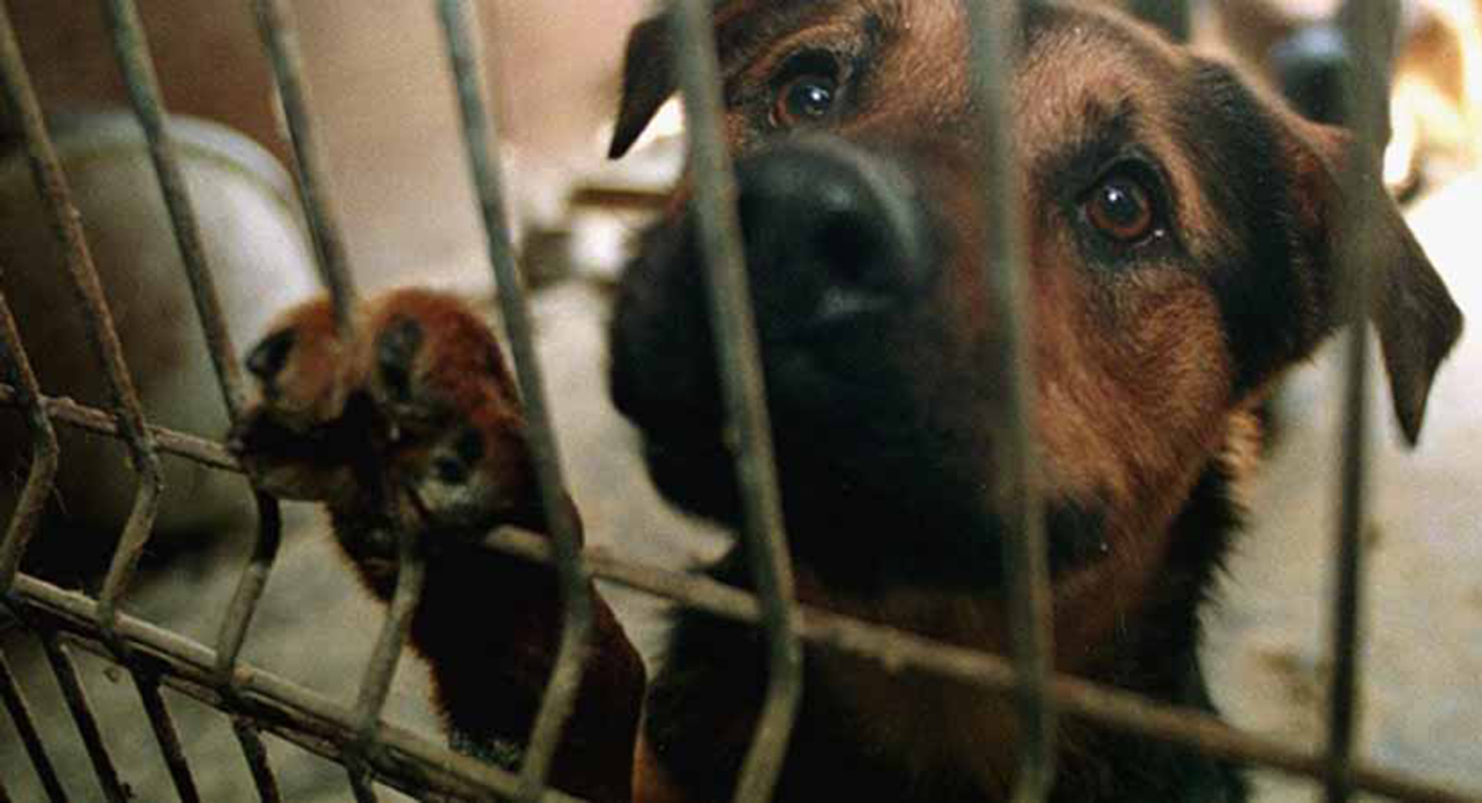 Abandonados en las calles