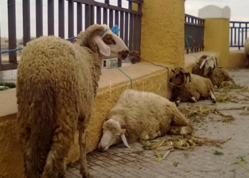 borregos Salud Pública matiza que sí se permite la venta de borregos a particulares, pero deben ir al matadero
