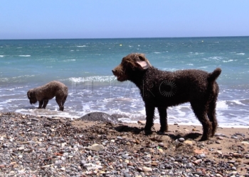 ¡AL AGUA PERROS En la playa canina: ¡Al agua, perros!