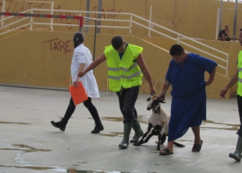 IMG 3452 Han llegado a Melilla 3.100 borregos, la misma cantidad que en 2016