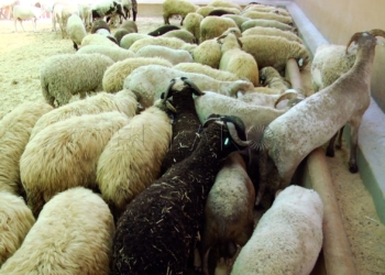 Moh sostiene que la Delegación no tiene competencia en la venta de ganado en cebadero Moh sostiene que la Delegación no tiene competencia en la venta de ganado en cebadero