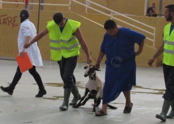 borrego carpa El sector ovino apoya no permitir entrada corderos marroquíes para el Sacrificio