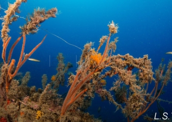 gorgonia enredada en lineas de pesca Las técnicas de pesca dañan a las colonias de gorgonias de Chafarinas