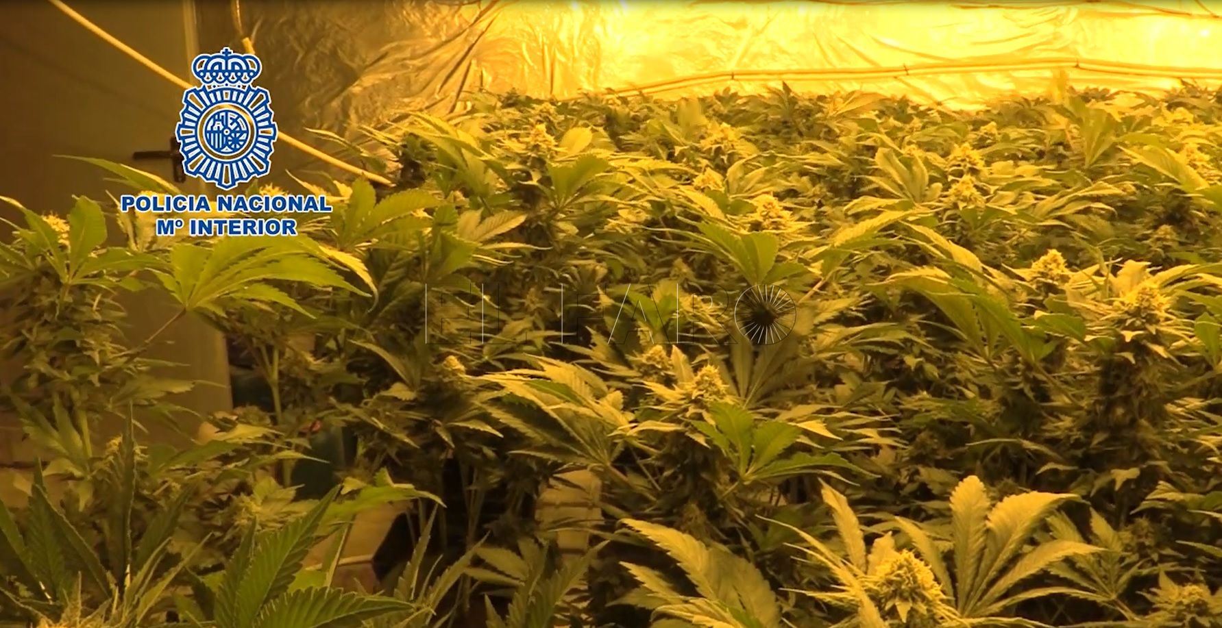 La Policía Nacional lidera la lucha internacional contra el tráfico ilegal de marihuana