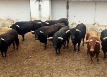 toros La corrida de toros será el martes 3 de septiembre a las 18:00 horas