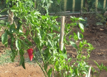 huerto1 Huertos sociales: una válvula de escape y una cura para el cuerpo y la mente