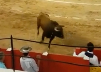 EQUO denuncia una lidia ilegal en la Plaza de Toros de Melilla EQUO denuncia una lidia ilegal en la Plaza de Toros de Melilla