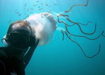 Juan Pedro Góngora Rhizostoma luteum Una sorpresa bajo el mar