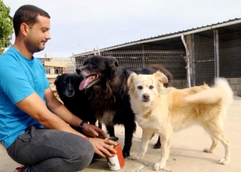 La protectora de animales de Melilla necesita de más voluntarios y adoptantes La Protectora de Animales de Melilla necesita que le echen una mano
