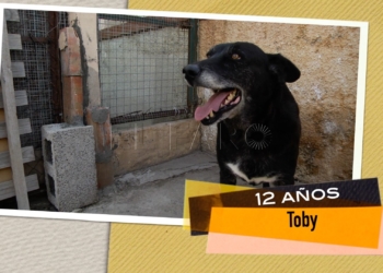 Toby busca hogar Toby busca un hogar