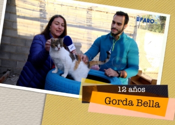 Gorda Bella busca hogar Gorda Bella busca hogar