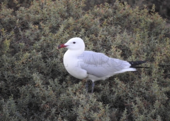 La gaviota de Audouin, presente en el Congreso Nacional de Ornitología