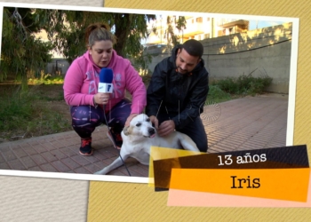 Iris busca hogar Iris busca hogar