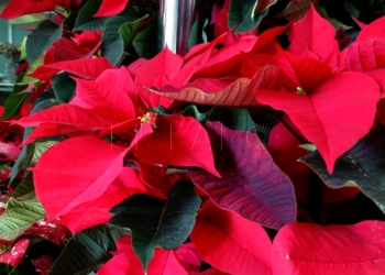 La flor que nunca falta en Navidad
