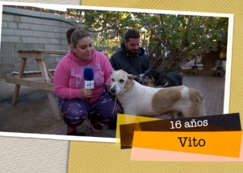 Vito busca hogar Vito busca hogar