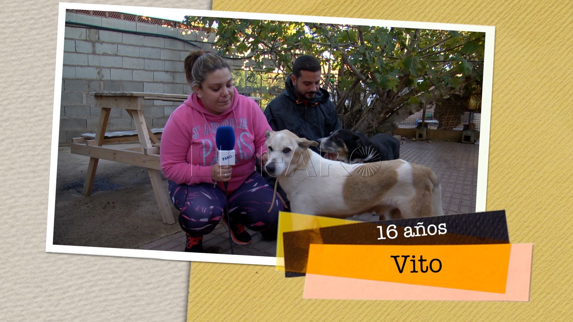 Vito busca hogar
