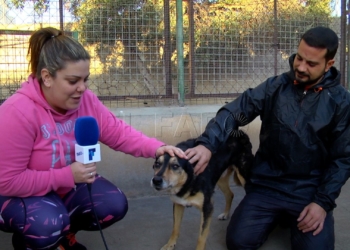 Baltasar busca hogar Baltasar busca un hogar