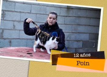 poin busca hogar Point busca hogar