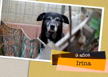 Irina busca hogar Irina busca hogar