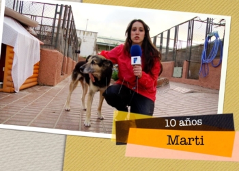 Marti busca hogar Marti busca un hogar