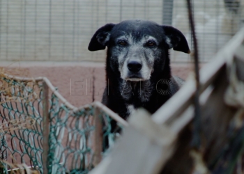Sanidad sigue subvencionando la vacuna de la rabia y el chip para las mascotas Sanidad sigue subvencionando la vacuna de la rabia y el chip para las mascotas