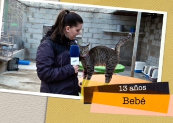 bebe busca hogar Bebé busca un hogar