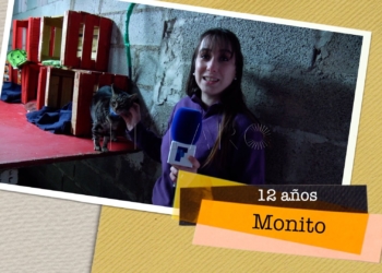monito busca hogar Monito busca hogar