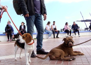 Un sábado perruno en Melilla se celebra la III Caminata Canina La Protectora organiza la tercera 'Caminata Canina'