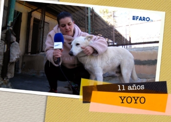 Yoyo busca hogar Yoyo busca hogar